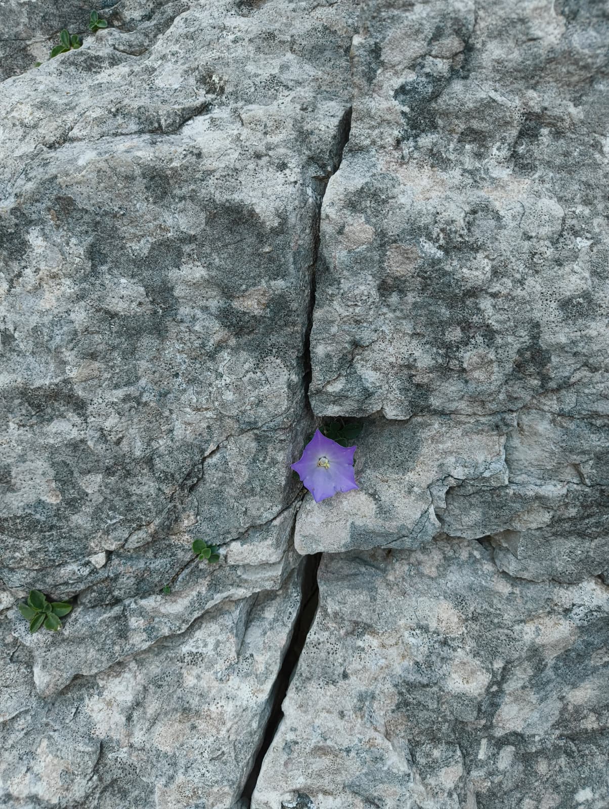 Foto n° 13 del trekking Cresta Segantini